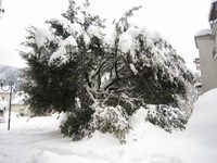 Monteroduni nevicata 2012  (73).jpg